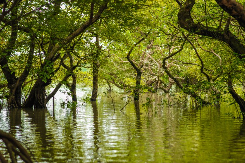 Ratargul Swamp Forest, Gowainghat, Sylhet Division, Bangladesh